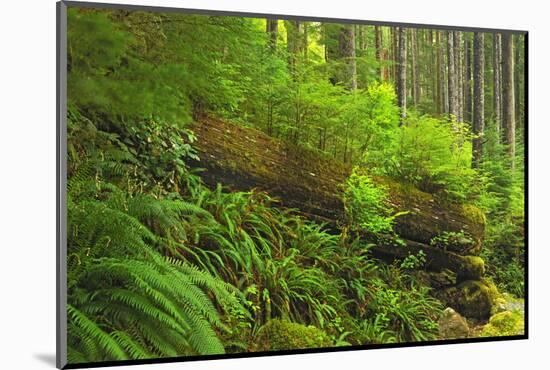 Canada, Bc, Carmanah-Walbran Provincial Park. Rain Forest Vegetation-Jaynes Gallery-Mounted Photographic Print