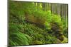 Canada, Bc, Carmanah-Walbran Provincial Park. Rain Forest Vegetation-Jaynes Gallery-Mounted Photographic Print