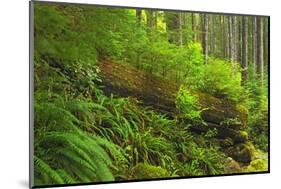 Canada, Bc, Carmanah-Walbran Provincial Park. Rain Forest Vegetation-Jaynes Gallery-Mounted Photographic Print