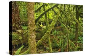 Canada, Bc, Mcmillan Park. Trees in Cathedral Grove Rain Forest-Jaynes Gallery-Stretched Canvas
