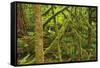 Canada, Bc, Mcmillan Park. Trees in Cathedral Grove Rain Forest-Jaynes Gallery-Framed Stretched Canvas