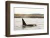 Canada, BC, Sydney. Killer whale swimming in the strait of Georgia.-Steve Kazlowski-Framed Photographic Print