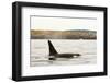 Canada, BC, Sydney. Killer whale swimming in the strait of Georgia.-Steve Kazlowski-Framed Photographic Print