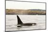 Canada, BC, Sydney. Killer whale swimming in the strait of Georgia.-Steve Kazlowski-Mounted Photographic Print