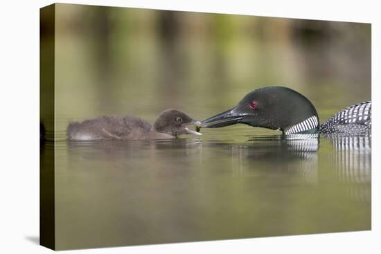 Canada, British Columbia. A Common Loon Offers an Aquatic Insect to a Loon Chick at Lac Le Jeune-Gary Luhm-Stretched Canvas