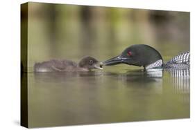 Canada, British Columbia. A Common Loon Offers an Aquatic Insect to a Loon Chick at Lac Le Jeune-Gary Luhm-Stretched Canvas