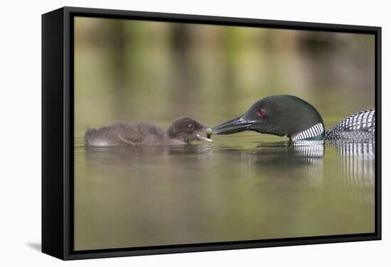 Canada, British Columbia. A Common Loon Offers an Aquatic Insect to a Loon Chick at Lac Le Jeune-Gary Luhm-Framed Stretched Canvas