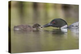 Canada, British Columbia. A Common Loon Offers an Aquatic Insect to a Loon Chick at Lac Le Jeune-Gary Luhm-Stretched Canvas