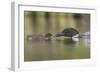 Canada, British Columbia. A Common Loon Offers an Aquatic Insect to a Loon Chick at Lac Le Jeune-Gary Luhm-Framed Photographic Print