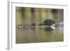 Canada, British Columbia. A Common Loon Offers an Aquatic Insect to a Loon Chick at Lac Le Jeune-Gary Luhm-Framed Photographic Print