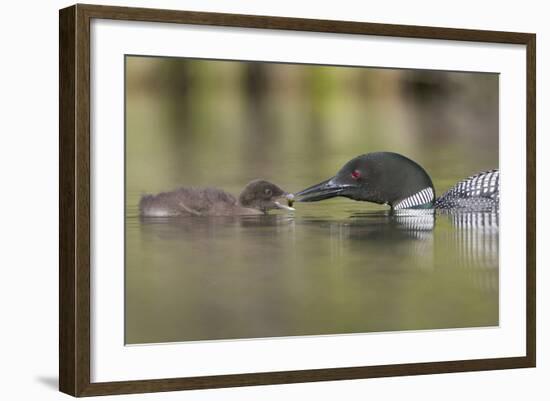 Canada, British Columbia. A Common Loon Offers an Aquatic Insect to a Loon Chick at Lac Le Jeune-Gary Luhm-Framed Photographic Print