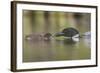 Canada, British Columbia. A Common Loon Offers an Aquatic Insect to a Loon Chick at Lac Le Jeune-Gary Luhm-Framed Photographic Print