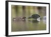 Canada, British Columbia. A Common Loon Offers an Aquatic Insect to a Loon Chick at Lac Le Jeune-Gary Luhm-Framed Photographic Print