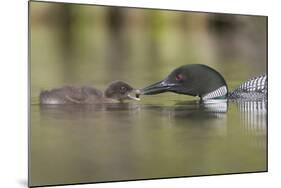 Canada, British Columbia. A Common Loon Offers an Aquatic Insect to a Loon Chick at Lac Le Jeune-Gary Luhm-Mounted Photographic Print