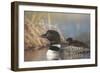 Canada, British Columbia. Adult Common Loon floats with a chick on its back.-Gary Luhm-Framed Photographic Print