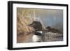 Canada, British Columbia. Adult Common Loon floats with a chick on its back.-Gary Luhm-Framed Photographic Print