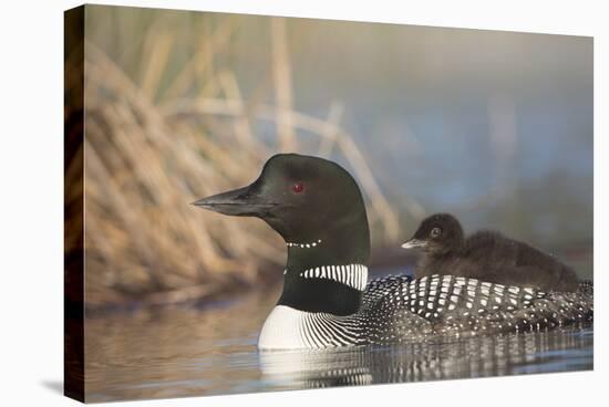 Canada, British Columbia. Adult Common Loon floats with a chick on its back.-Gary Luhm-Stretched Canvas