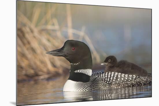 Canada, British Columbia. Adult Common Loon floats with a chick on its back.-Gary Luhm-Mounted Photographic Print