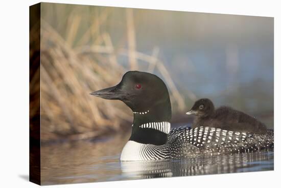 Canada, British Columbia. Adult Common Loon floats with a chick on its back.-Gary Luhm-Stretched Canvas