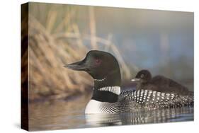 Canada, British Columbia. Adult Common Loon floats with a chick on its back.-Gary Luhm-Stretched Canvas