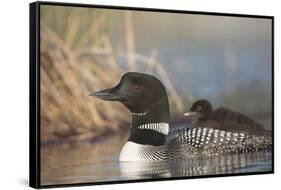 Canada, British Columbia. Adult Common Loon floats with a chick on its back.-Gary Luhm-Framed Stretched Canvas