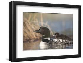 Canada, British Columbia. Adult Common Loon floats with a chick on its back.-Gary Luhm-Framed Photographic Print