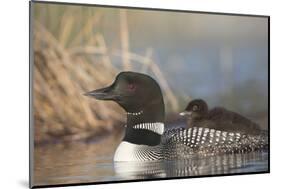 Canada, British Columbia. Adult Common Loon floats with a chick on its back.-Gary Luhm-Mounted Photographic Print