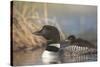 Canada, British Columbia. Adult Common Loon floats with a chick on its back.-Gary Luhm-Stretched Canvas
