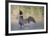 Canada, British Columbia. Adult Common Loon in breeding plumage flaps its wings.-Gary Luhm-Framed Photographic Print