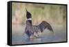 Canada, British Columbia. Adult Common Loon in breeding plumage flaps its wings.-Gary Luhm-Framed Stretched Canvas