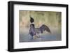 Canada, British Columbia. Adult Common Loon in breeding plumage flaps its wings.-Gary Luhm-Framed Photographic Print
