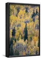 Canada, British Columbia. Autumn aspen and pines, Wells-Gray Provincial Park.-Judith Zimmerman-Framed Photographic Print