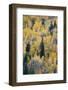 Canada, British Columbia. Autumn aspen and pines, Wells-Gray Provincial Park.-Judith Zimmerman-Framed Photographic Print