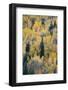 Canada, British Columbia. Autumn aspen and pines, Wells-Gray Provincial Park.-Judith Zimmerman-Framed Photographic Print