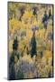 Canada, British Columbia. Autumn aspen and pines, Wells-Gray Provincial Park.-Judith Zimmerman-Mounted Photographic Print