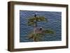 Canada, British Columbia. Bald eagles nest above the ocean.-Yuri Choufour-Framed Photographic Print