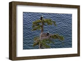 Canada, British Columbia. Bald eagles nest above the ocean.-Yuri Choufour-Framed Photographic Print