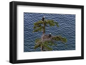 Canada, British Columbia. Bald eagles nest above the ocean.-Yuri Choufour-Framed Photographic Print