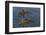 Canada, British Columbia. Bald eagles nest above the ocean.-Yuri Choufour-Framed Photographic Print