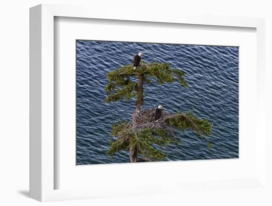 Canada, British Columbia. Bald eagles nest above the ocean.-Yuri Choufour-Framed Photographic Print