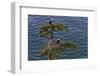 Canada, British Columbia. Bald eagles nest above the ocean.-Yuri Choufour-Framed Photographic Print