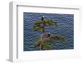 Canada, British Columbia. Bald eagles nest above the ocean.-Yuri Choufour-Framed Photographic Print