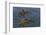 Canada, British Columbia. Bald eagles nest above the ocean.-Yuri Choufour-Framed Photographic Print