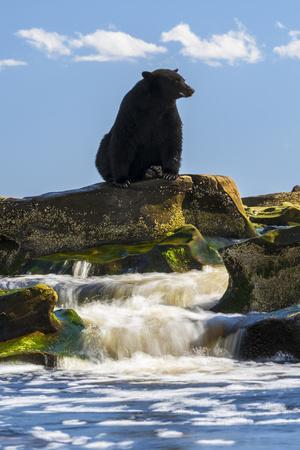 https://imgc.allpostersimages.com/img/posters/canada-british-columbia-black-bear-waiting-for-salmon_u-L-Q1GSEQL0.jpg?artPerspective=n