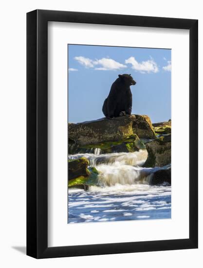 Canada, British Columbia. Black bear waiting for salmon.-Yuri Choufour-Framed Photographic Print