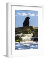 Canada, British Columbia. Black bear waiting for salmon.-Yuri Choufour-Framed Photographic Print