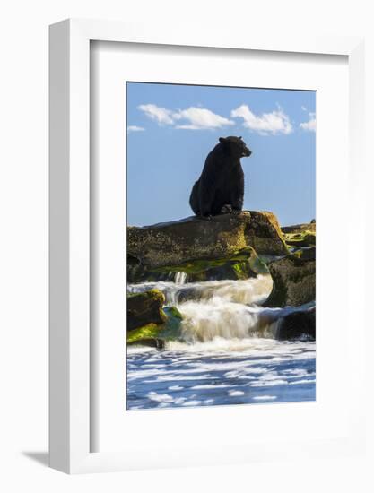 Canada, British Columbia. Black bear waiting for salmon.-Yuri Choufour-Framed Photographic Print