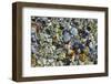 Canada, British Columbia, Cabbage Island. Colorful Shells at Low Tide Covered with Water-Kevin Oke-Framed Photographic Print