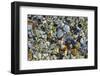 Canada, British Columbia, Cabbage Island. Colorful Shells at Low Tide Covered with Water-Kevin Oke-Framed Photographic Print