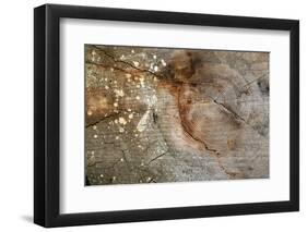 Canada, British Columbia, Cabbage Island. Cut Cedar Log Showing Age Rings-Kevin Oke-Framed Photographic Print